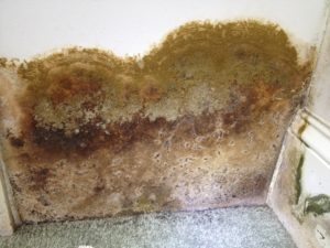 Mold Solutions Group